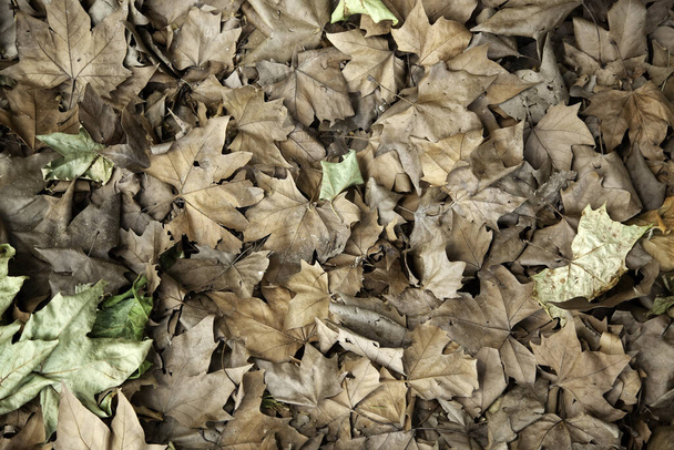 Herfstbladeren op parkbodem, seizoenen en omgeving - Foto, afbeelding