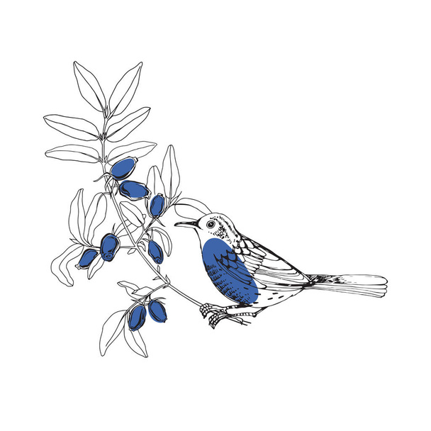 Bird on the branches of honeysuckle, can be an element your design. - Vektor, kép