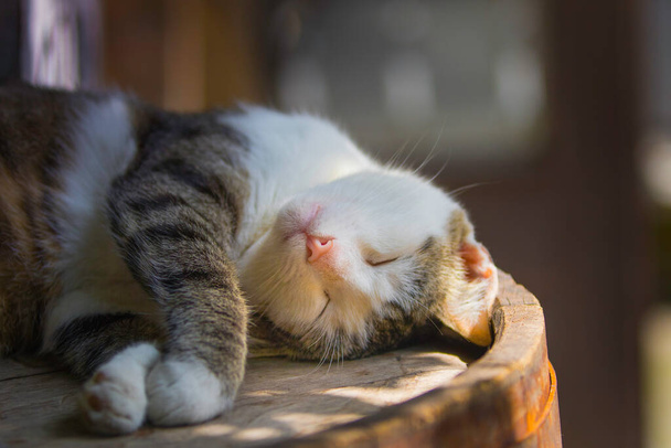 Schlafende Katze auf einem Holzfass, die Sonnenstrahlen scheinen auf sein Gesicht - Foto, Bild