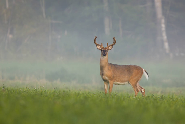 Cerf de Virginie buck regarder sur prairie verte en été matin brumeux
 - Photo, image