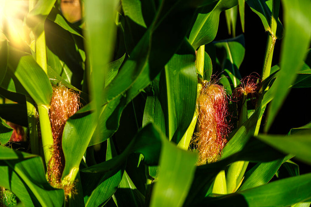 Zbliżenie na zielony kukurydza drzewa kukurydzy - Zdjęcie, obraz