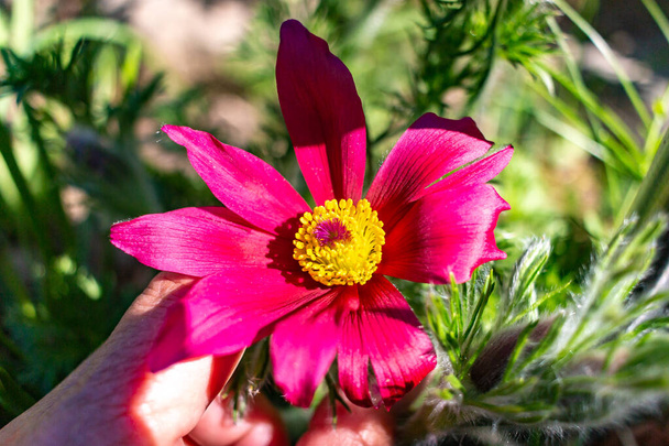 Pulsatilla vulgaris, pasque kwiat zbliżenie, ma wiele dużych kwiatów w kolorze magenta. - Zdjęcie, obraz
