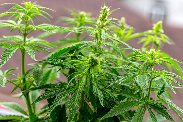 Cannabis é um género botânico pertencente à família Cannabaceae.
. - Foto, Imagem