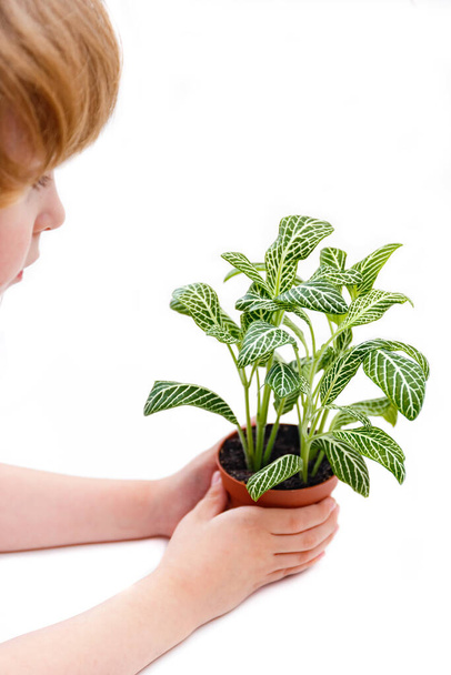 Junge mit Fittonia-Pflanze auf weißem Hintergrund. Hausgarten und Zimmerpflanzen.  - Foto, Bild
