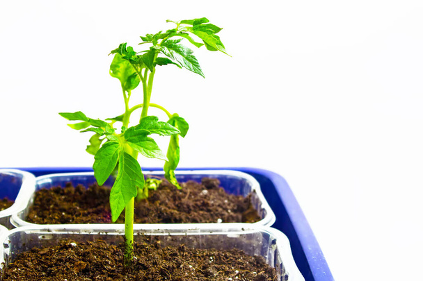 Вид на кілька саджанців помідорів у лотку для проростання в теплиці. Білий фон. Ізольовані
 - Фото, зображення