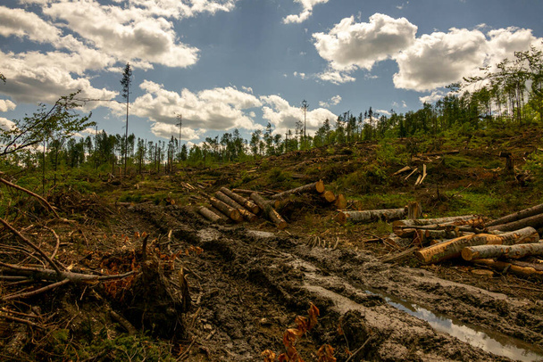 Ormanda talih kuşu. Fırtına hasarı. Şiddetli kasırga sonrası kozalaklı ormanda devrilmiş ağaçlar. - Fotoğraf, Görsel