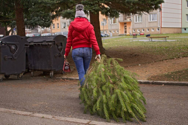 Een vrouw met een handtas trekt de kerstboom naar de afvalcontainer. Een vrouw met een rode handtas en een jasje draagt een dennenboom naar de container. De vuilniswagens brengen haar later wel.. - Foto, afbeelding