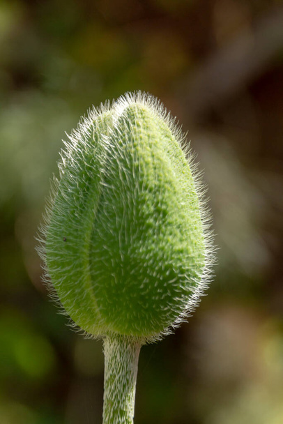 a close up view of a closed papaver flower  - Zdjęcie, obraz