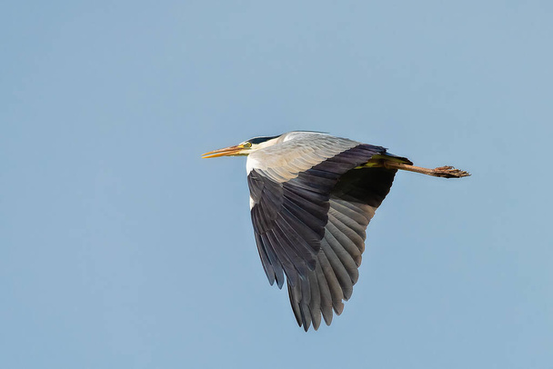 Μια μεγάλη πτήση Blue Heron. Ένα όμορφο μεγάλο πουλί που πετά ψηλά στον ουρανό. - Φωτογραφία, εικόνα