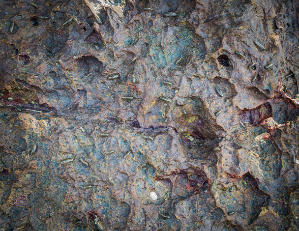 морський лінивець на скелі
 - Фото, зображення