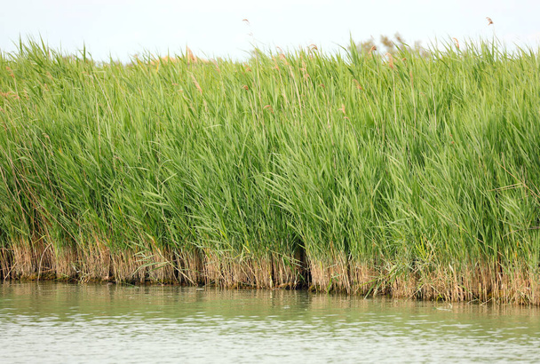 багато бамбукових тростинок на тростині біля великої річки влітку
 - Фото, зображення