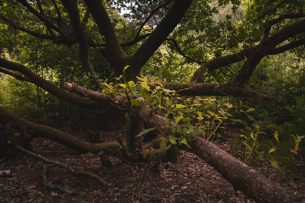 Baumbildung im Wald - Foto, Bild