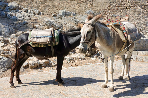 Two donkeys on the street are waiting for tourists for a walk.           - Foto, Imagen