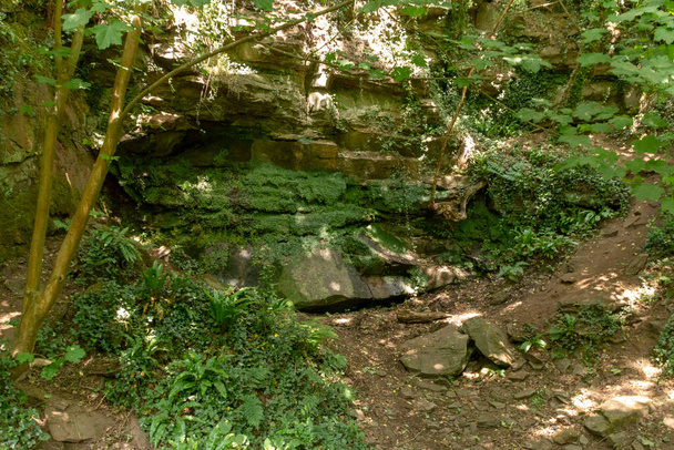 Nahaufnahme von Moos, das auf einem steinernen Hügel inmitten eines offenen Waldes wächst  - Foto, Bild