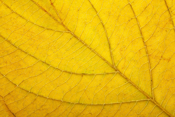 秋の葉のマクロ - 写真・画像