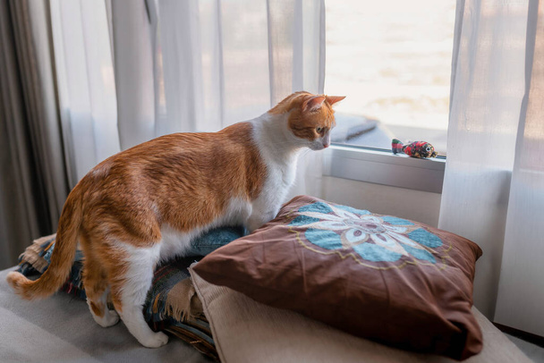 茶色のタビー猫は猫のおもちゃで遊ぶために窓に彼の足を傾ける2 - 写真・画像
