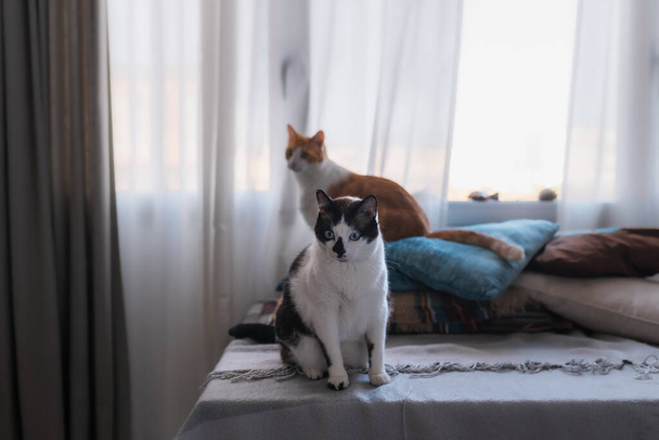 Czarno-biały kot siedzący przy oknie, patrzący w kamerę. W tle jest brązowy kot.  - Zdjęcie, obraz
