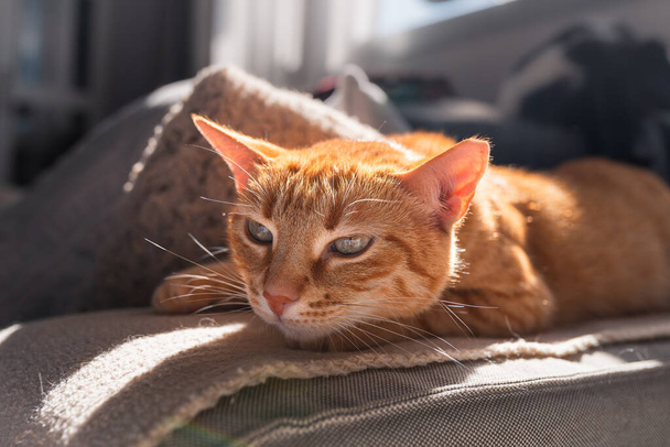 Nahaufnahme einer braunen gestromten Katze mit grünen Augen, die im Sonnenlicht auf einem Sofa liegt - Foto, Bild