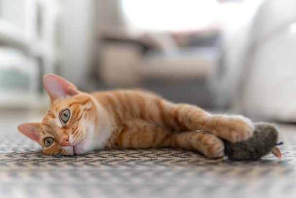 gato tabby marrón acostado en una alfombra, mira hacia atrás mientras captura un ratón de juguete
 - Foto, imagen