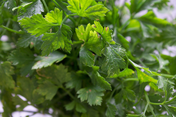 Parsley isolated - Foto, afbeelding