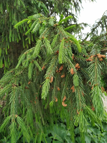 Green branch of larch with tiny leaves on the blue and yellow background. Brown cone of larch. Wild plants - Photo, Image