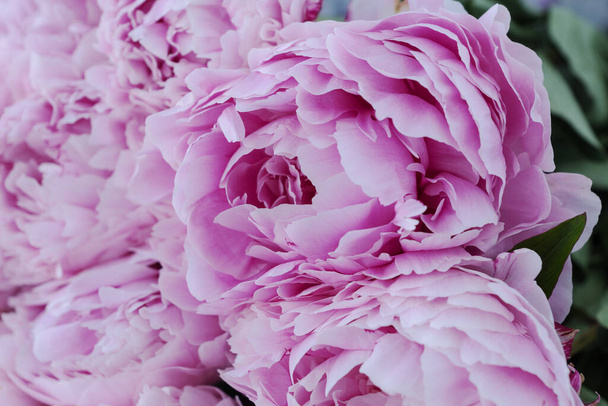 大きな花束に繊細なピンクの牡丹の芽のイメージを閉じます。お祝いのコンセプト。誕生日、バレンタインデー、女性の日、記念日のグリーティングカード. - 写真・画像
