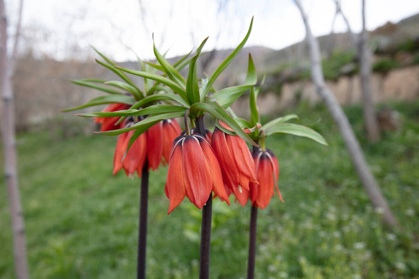 Ters Lale: Es handelt sich um eine endemische Art, die zur anatolischen Geographie gehört. Die "umgekehrte Tulpe" im Cilo-Gebirge in Hakkari ist eine der seltensten Blumen der Welt. Der andere Name; weinende Braut. - Foto, Bild
