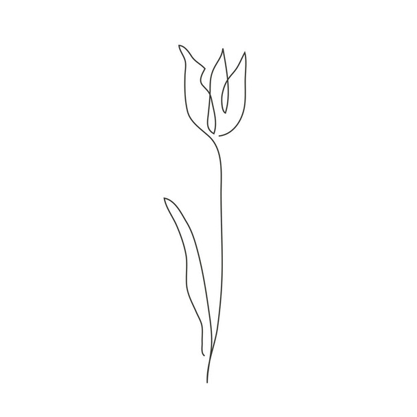 Decorative hand drawn tulip flower, design element. Can be used for cards, invitations, banners, posters, print design. Continuous line art style - Vektör, Görsel