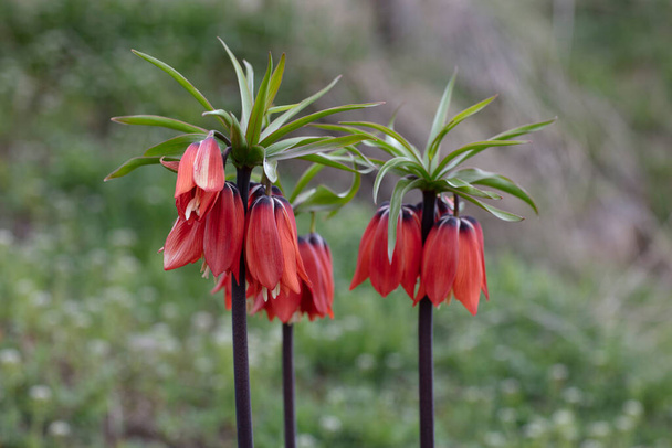 Ters Lale: Jest gatunkiem endemicznym należącym do geografii anatolijskiej. "Odwrócony tulipan" w Górach Cilo Hakkari jest jednym z najrzadszych kwiatów na świecie. Drugie imię; płacząca panna młoda. - Zdjęcie, obraz