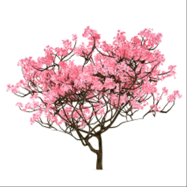 Sakura puu eristetty
 - Valokuva, kuva
