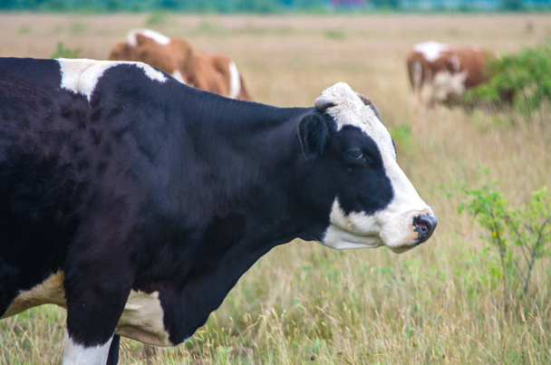 La parola "vacca" significa una femmina della specie, e "toro domestico" o "toro domestico" - un maschio. Allevato per carne, pelle e latte. - Foto, immagini