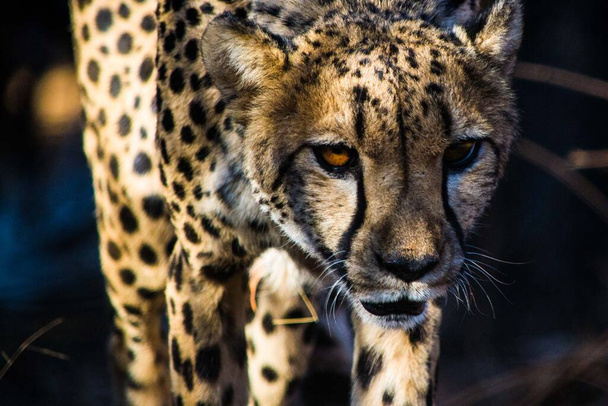 close-up encounter of a walking and alerted, concentrated cheetah during a safari trip in Africa - Φωτογραφία, εικόνα