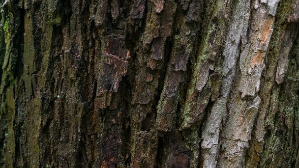 Karanlık ve aydınlık alanları olan meşe ağacı kabuğu, ormanda yağmurdan sonra ıslak. - Fotoğraf, Görsel