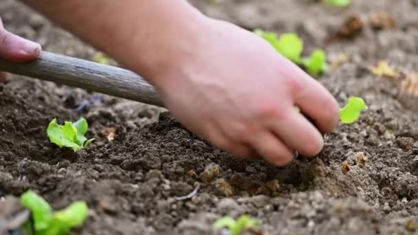 Rolnik sadzący młode sadzonki sałaty. - Materiał filmowy, wideo