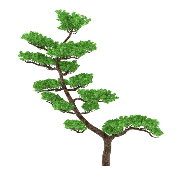 Bonsai tree - Photo, Image
