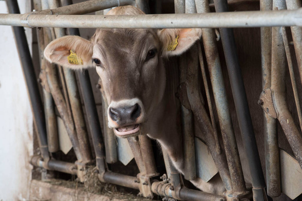 Αγελάδα σε στάβλο σε γαλακτοκομικό αγρόκτημα, κατοικία για ζώα αγροκτήματος - Φωτογραφία, εικόνα