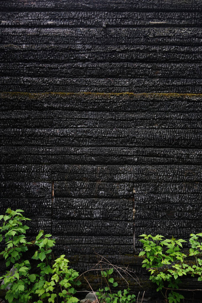 Black burnt log wall. Grungy texture as a background - Foto, afbeelding