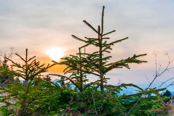 silhouette of a pine tree with a blue sky - Fotoğraf, Görsel