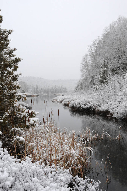 Zimní scenérie s bílou pokrývkou na stromech, kočičích ocasech, řece s šedou oblohou s klidným pocitem klidu. - Fotografie, Obrázek