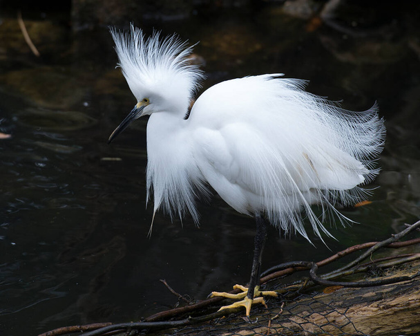 白い羽の羽の羽、ふわふわの羽、頭、くちばし、足、周囲の目を示す黒いコントラストの背景を持つ雪のサギ鳥のクローズアッププロフィールビュー. - 写真・画像