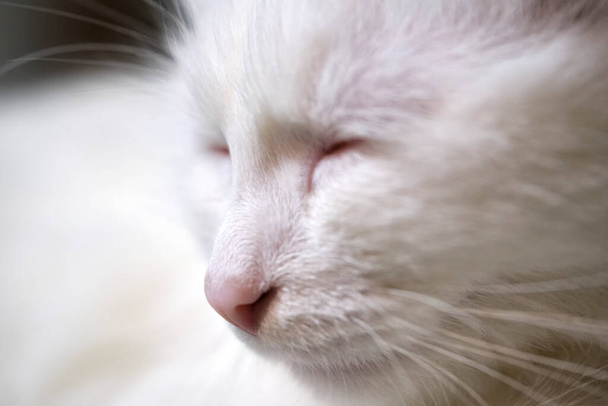 White cat's face close-up color - Valokuva, kuva