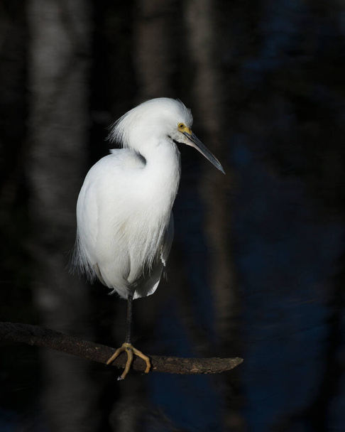 Snowy Egret close-up profile view perched displaying white feathers, head, beak, black legs, eye in its environment and surrounding with a black contrast background. - Photo, image