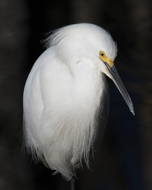 Snowy Egret cabeza primer plano perfil que muestra plumas blancas, cabeza, pico, ojo en su entorno y alrededores con un fondo de contraste negro
. - Foto, imagen