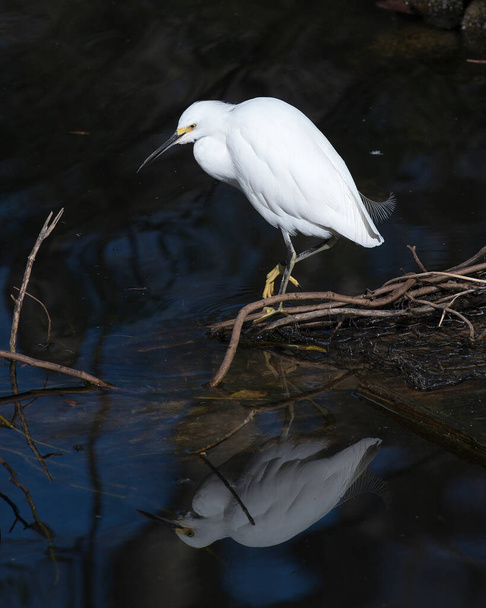 Snowy Egret close-up profile view perched on a branch by the water with a reflection of the bird, displaying white feathers, head, beak, black legs, eye in its environment and surrounding with a black contrast background. - Foto, Bild