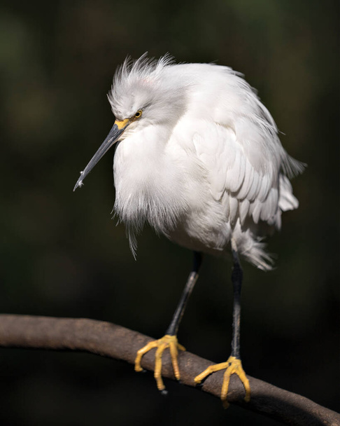 Snowy Egret bird close-up profile view,  perched on a branch, displaying white feathers, plumage, head, beak, eye, feet in its environment and surrounding with a bokeh background. - Photo, image