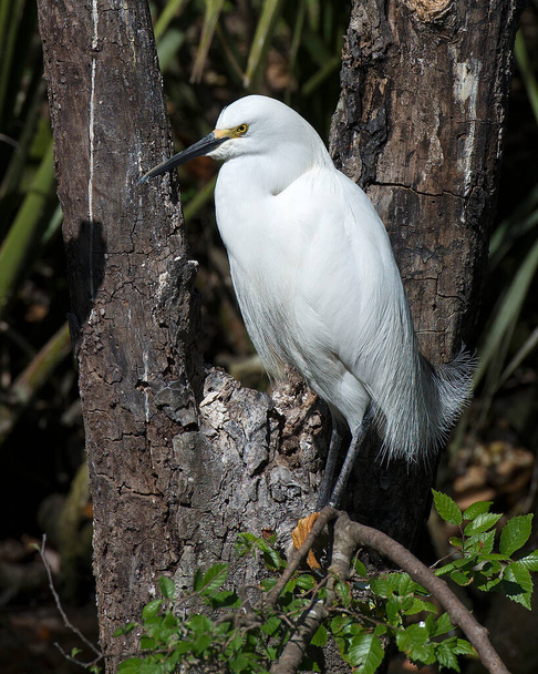 Great White Egret perched exposing its body, head, beak, eye, white plumage with a nice foliage background in its environment and surrounding - Photo, image
