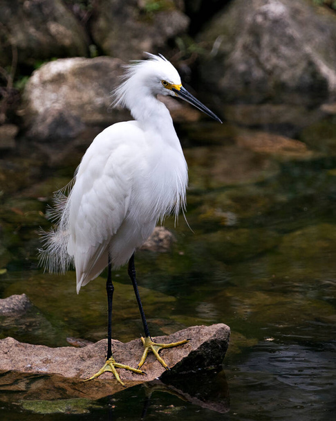 Snowy Egret bird close-up profile view standing on moss rocks with foliage background, displaying white feathers, head, beak, eye, fluffy plumage, yellow feet in its environment and surrounding. - Фото, изображение