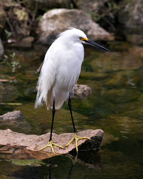 Snowy Egret bird close-up profile view standing on moss rocks with foliage background, displaying white feathers, head, beak, eye, fluffy plumage, yellow feet in its environment and surrounding. - Foto, afbeelding
