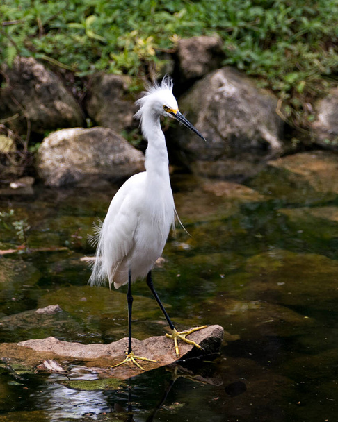 Snowy Egret bird close-up profile view standing on moss rocks with foliage background, displaying white feathers, head, beak, eye, fluffy plumage, yellow feet in its environment and surrounding. - Fotografie, Obrázek