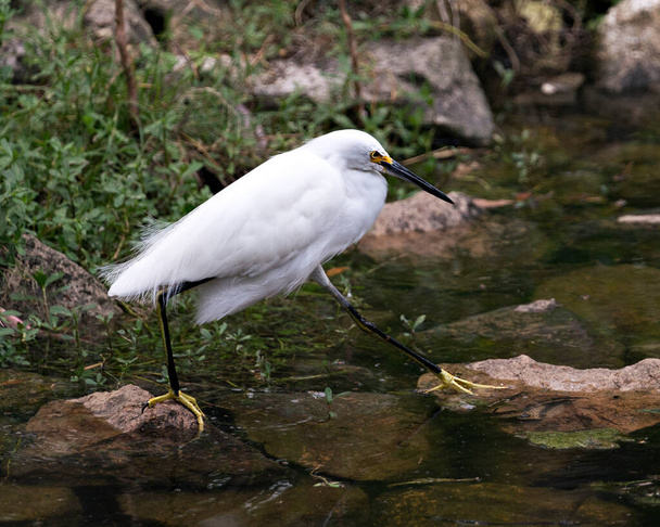 Snowy Egret bird close-up profile view stepping on moss rocks with foliage background by the water, displaying white feathers, head, beak, eye, fluffy plumage, yellow feet in its environment and surrounding. - Photo, image